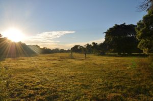 weite Landschaft im Pantanal