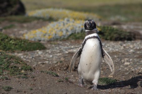 Magellan Pinguin auf Kap Hoorn