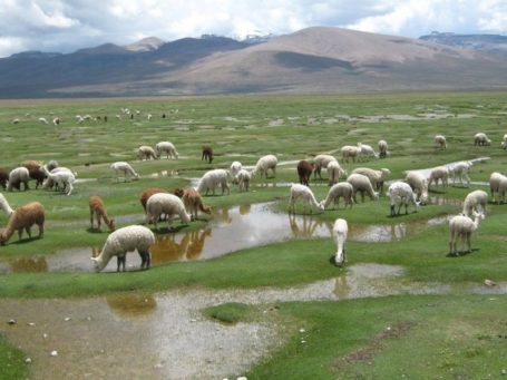 Alpacas in den Anden