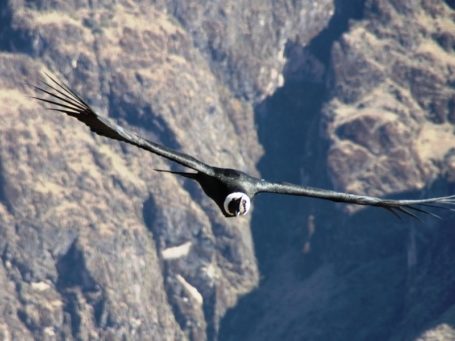 Condor im Colca Canyon
