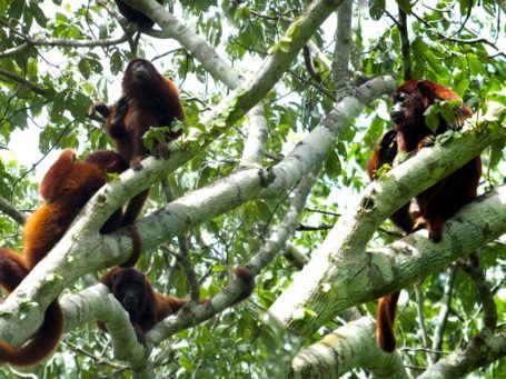 Affen im peruanischen Urwald