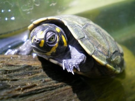 Pacaya Samiria Lodge - Schildkröte