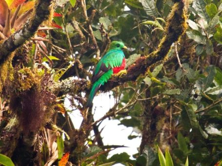 Quetzal in Guatemala