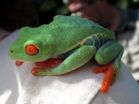 Rotaugenlaubfrosch