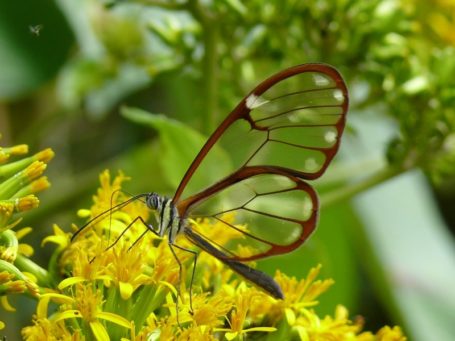 Ein Schmetterling in Panama