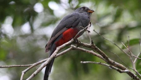 Entdecken Sie auf unserer ornithologischen Panama Reise einen Schwarzschwanztrogon.