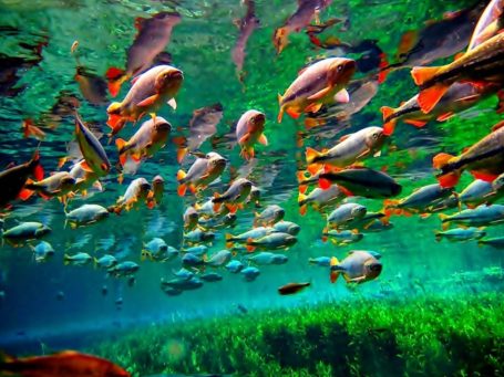 Bonito