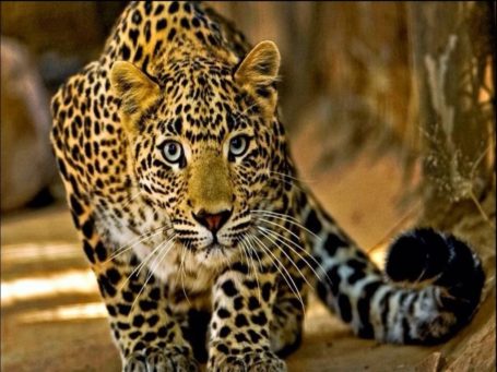 Leopard im Pantanal