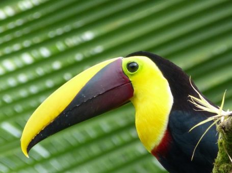 Tukan in Costa Rica
