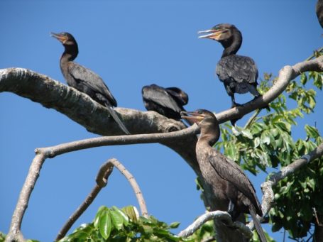 Vogelinsel Rio Dulce