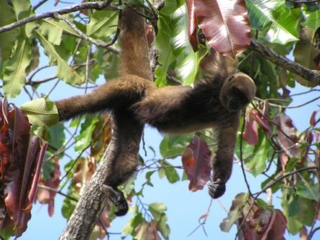 Affe im peruanischen Urwald